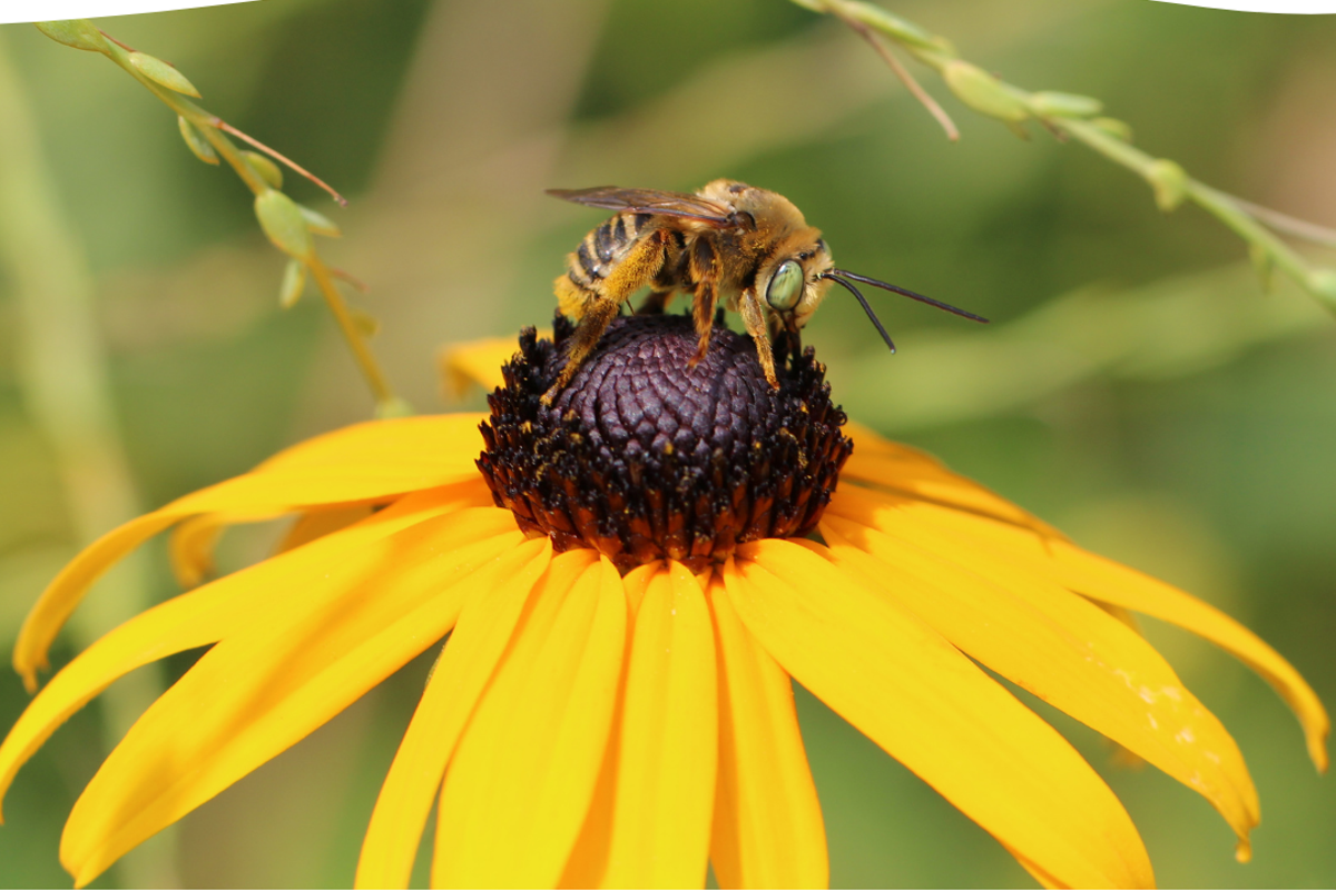 USI becomes affiliate of Bee Campus USA 