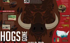 Hogs Gone Wild poster, Faith Connell View Larger
