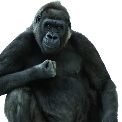 Multitasking: The 400 pound gorilla in the room - University of