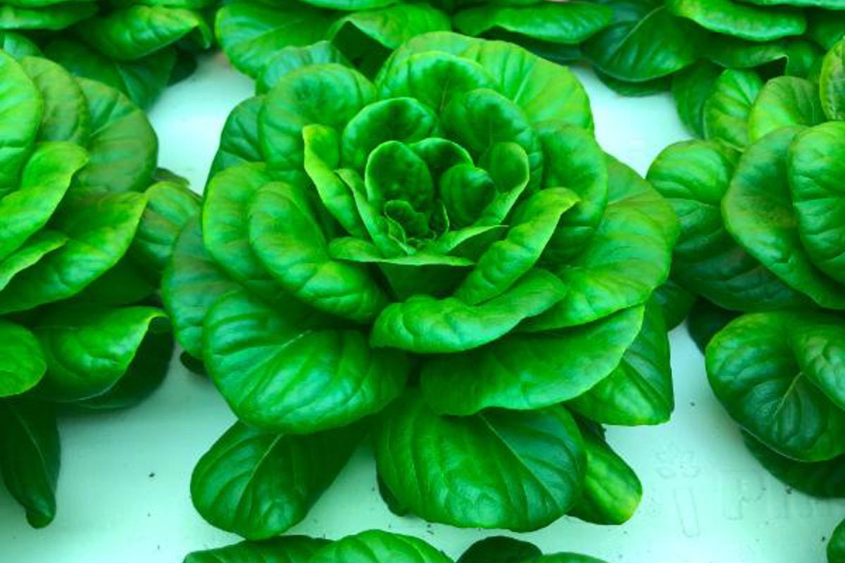 Anderson brings aquaponics system to heart of downtown Evansville