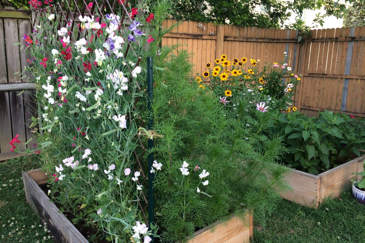 Raised garden boxes in Lutton's backyard