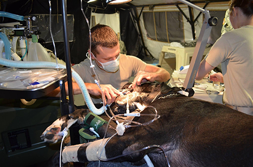 U. S. Army Prosthodontist working on anesthetized dog