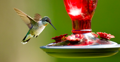Insider Insights to wildlife photography