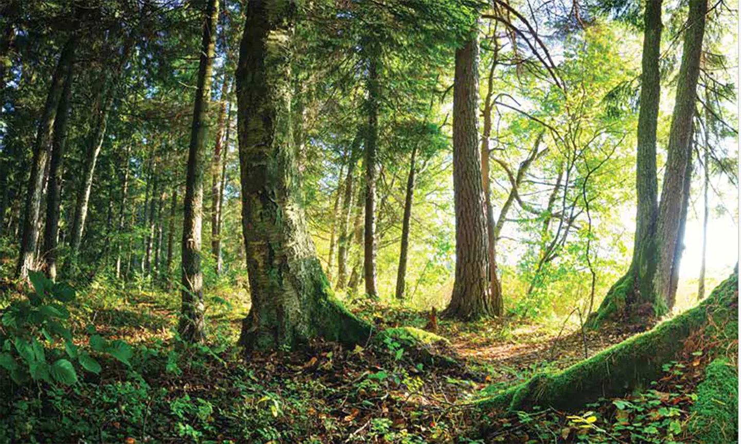 cool green trees in a forest