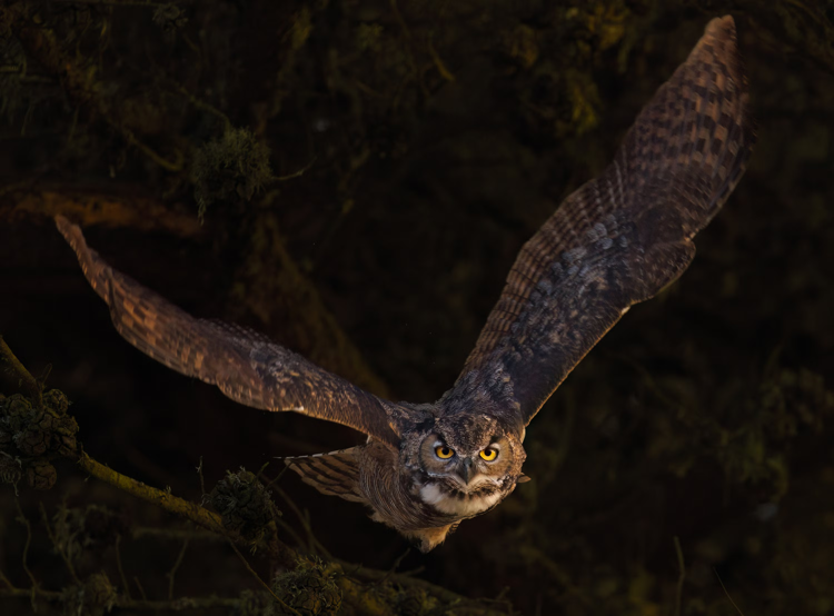great horned owl in flight