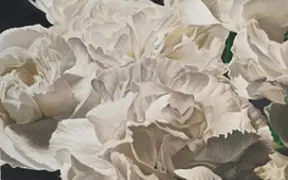 Shades of Bloom, prismacolor drawing, Rachel Burianek
