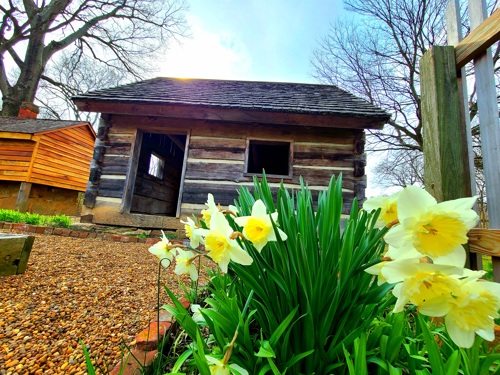 Daffodils blooming along fence in front of log cabin shed