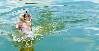 The Big Picture – USI Bass Fishing Team