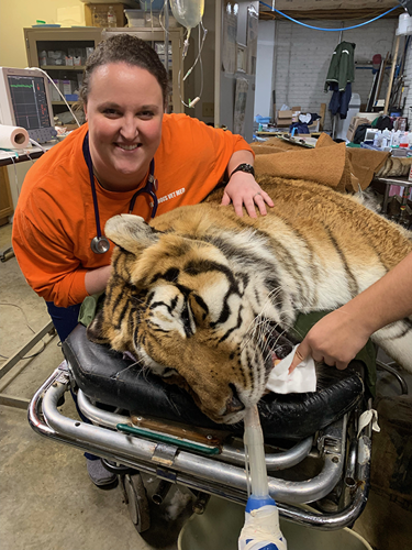 woman with anesthetized tiger