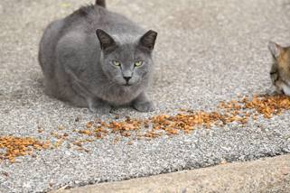 Cat on sidewalk with dry cat food
