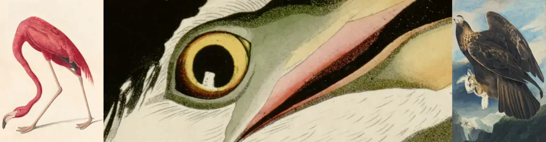 Art for Science's Sake: Stalking John James Audubon
