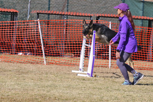 woman in purple teaching German Shepard dog to jump hurdles