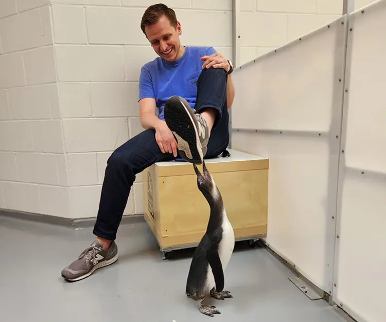 USI graduate Kyle Godfroy plays with a penguin at the zoo