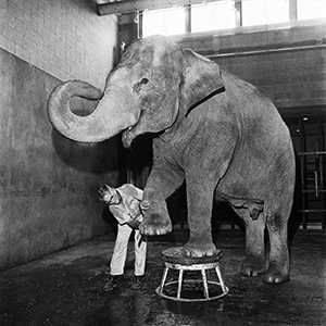 Bunny the Elephant Gets a Pedicure, 1961, reprinted 2017