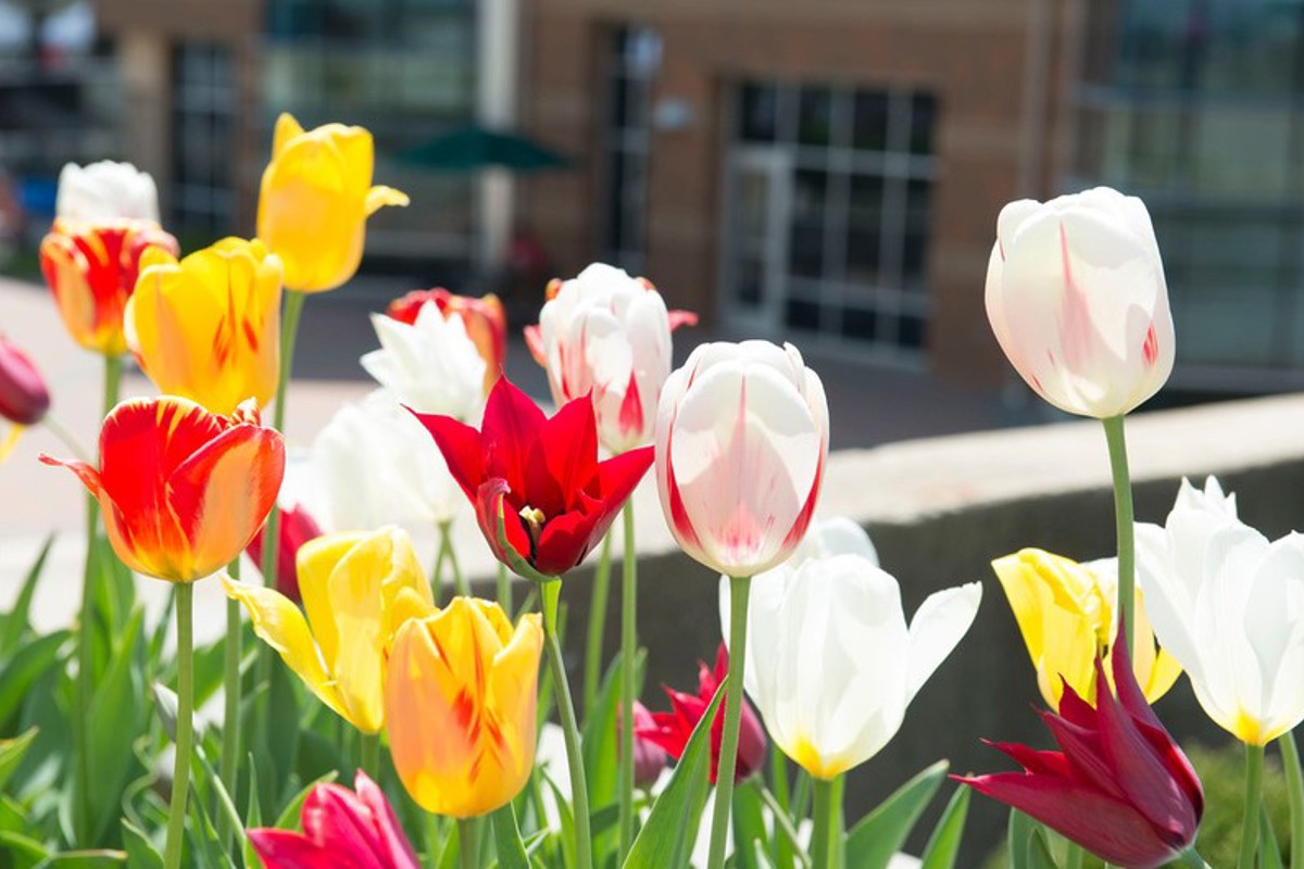 USI Board of Trustees approves two new certificates, Spring degree candidates 