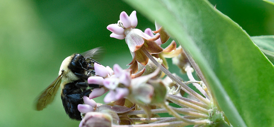 Bee Campus