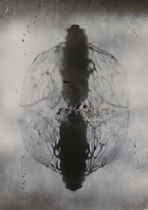Cicada Study #3 by Katy Whitehouse.