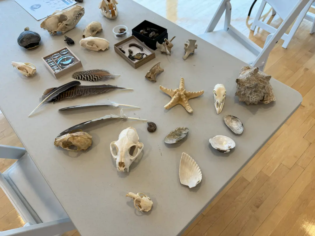 Draw Like a Naturalist