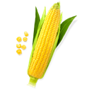 ear of corn